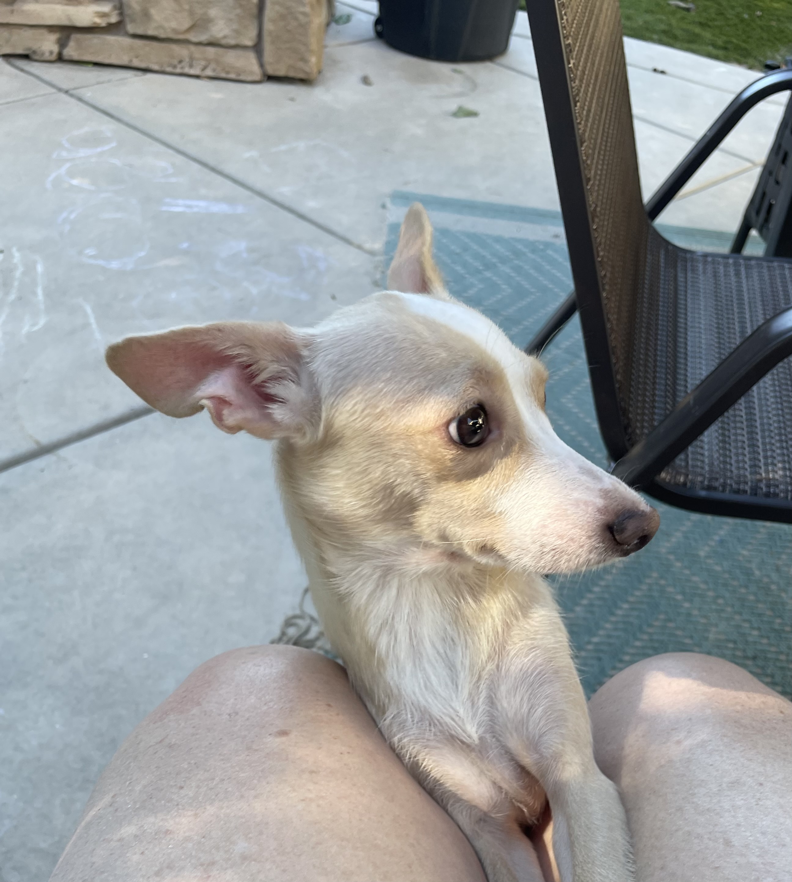 Vivian, a Adoptable mixed breed in Concord, CA image 4/6