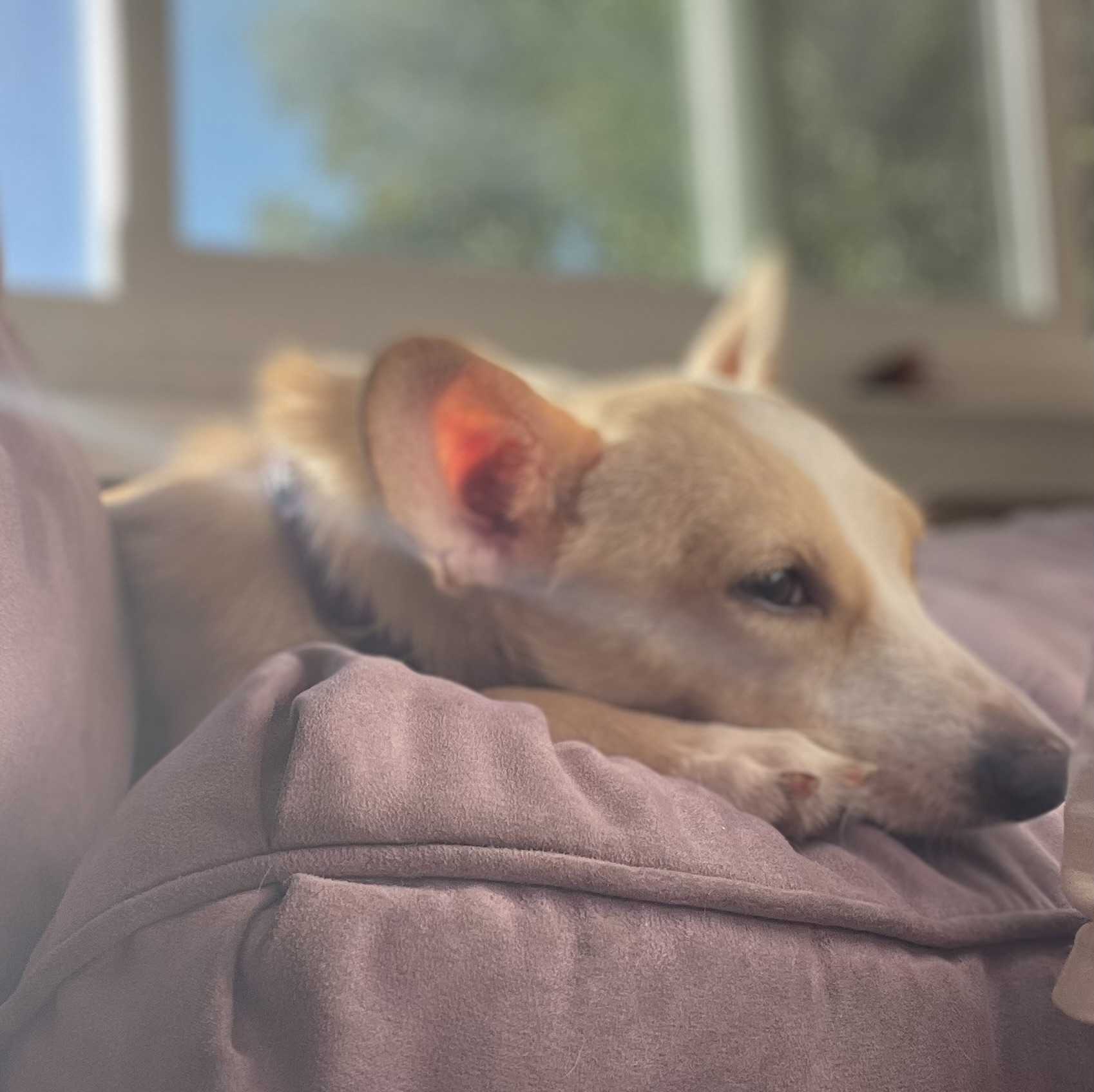 Vivian, Adoptable, Adult Female Chihuahua.