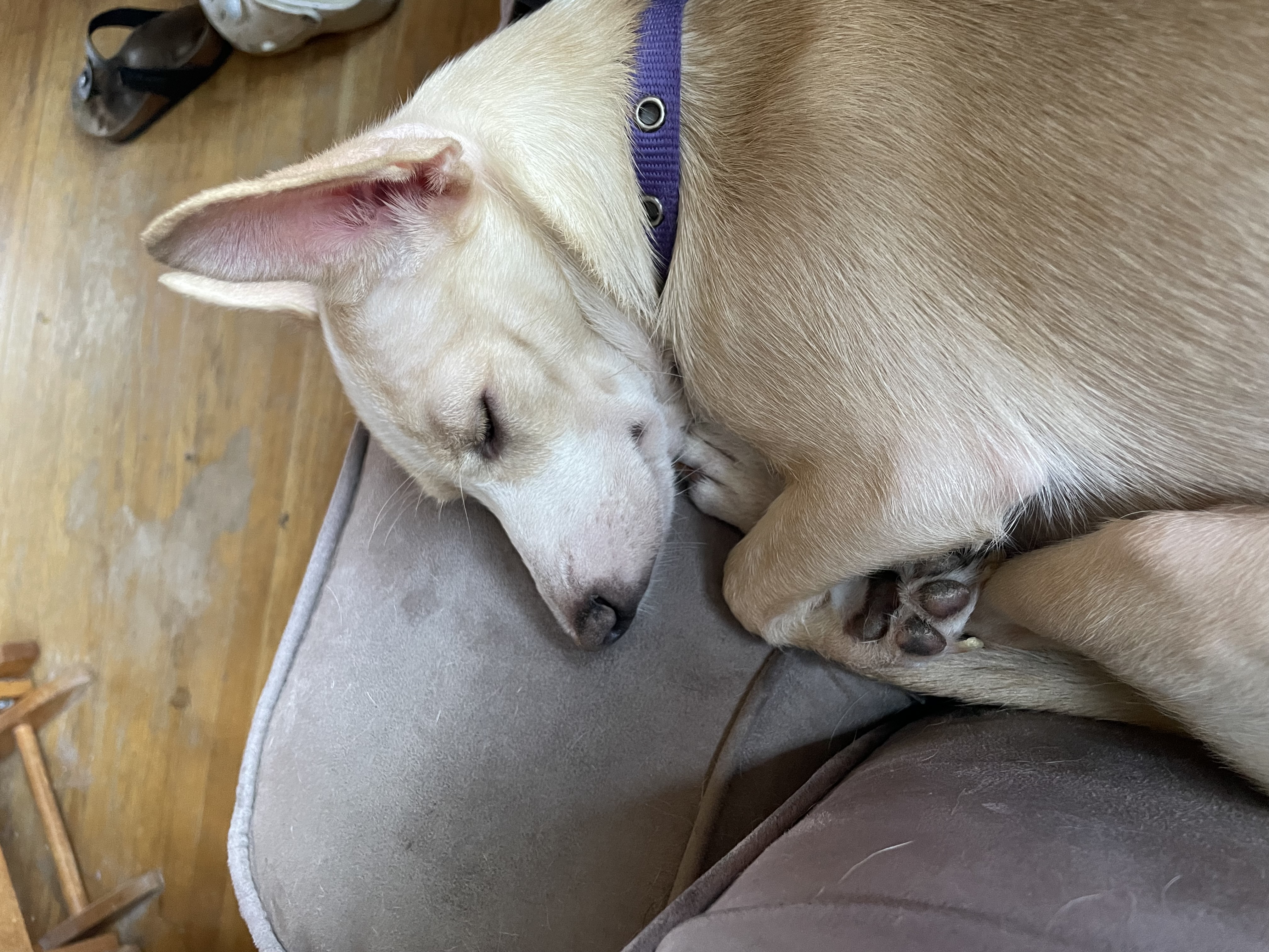 Vivian, a Adoptable mixed breed in Concord, CA image 6/6