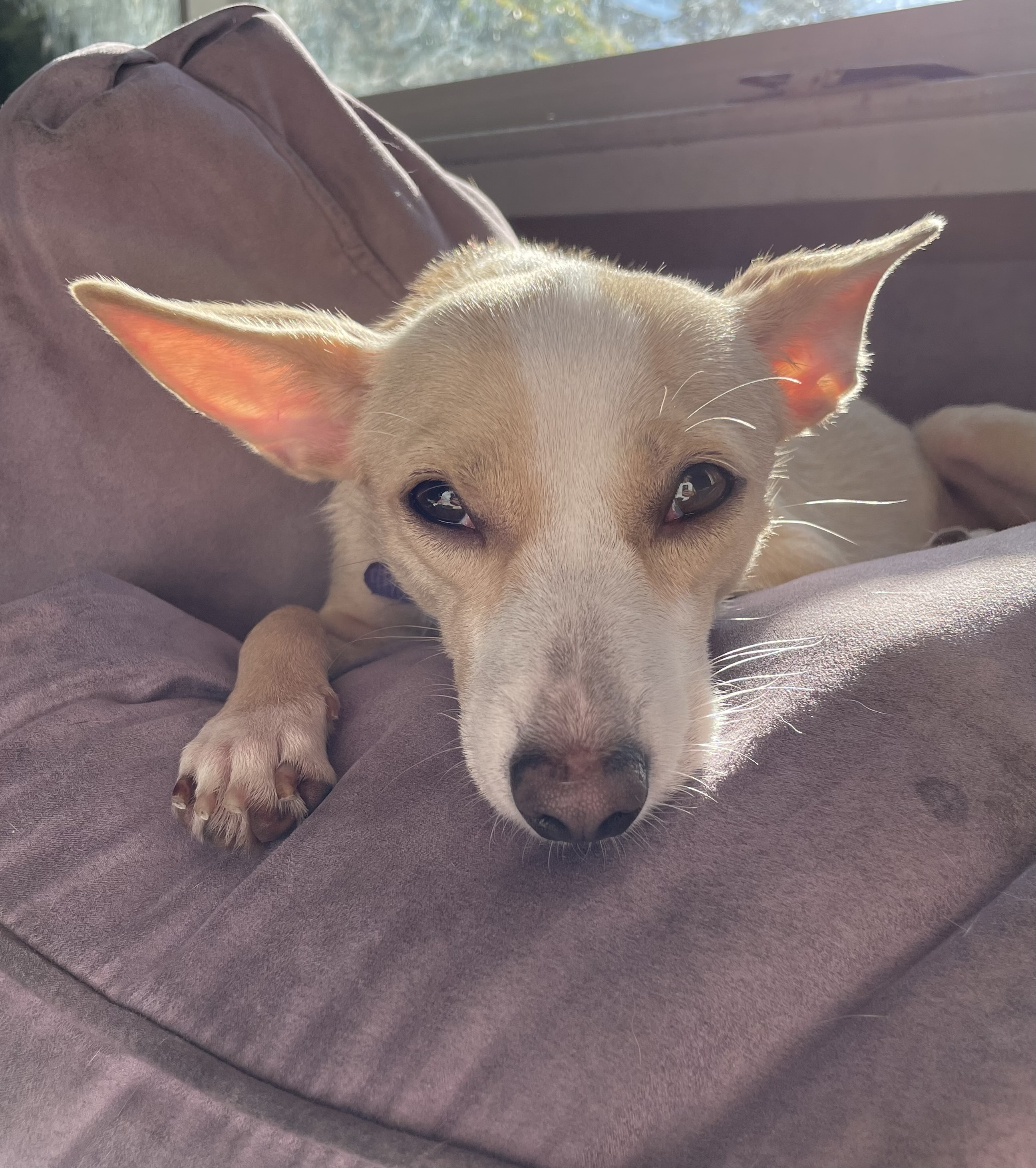 Vivian, a Adoptable mixed breed in Concord, CA image 5/6