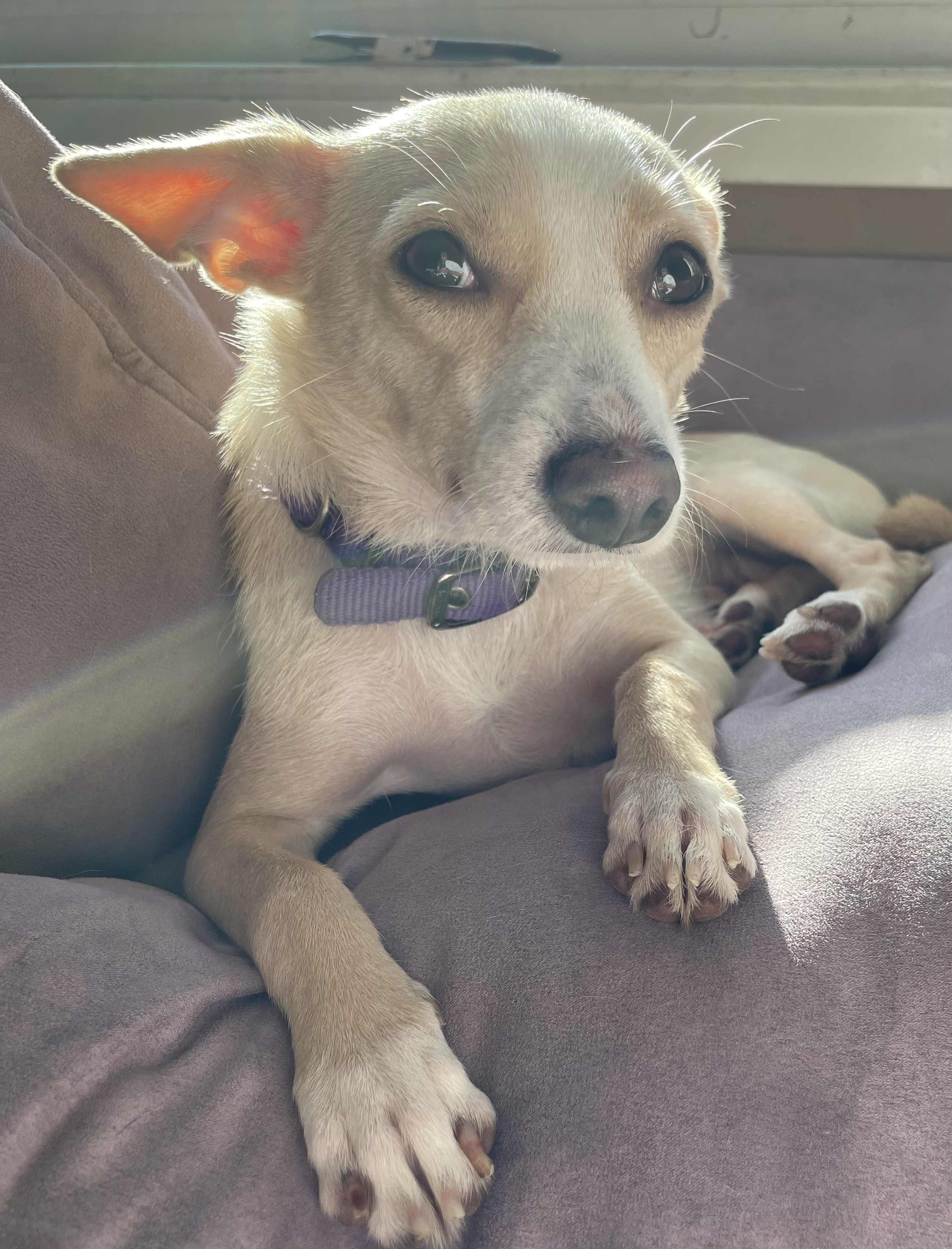 Vivian, a Adoptable mixed breed in Concord, CA image 3/6