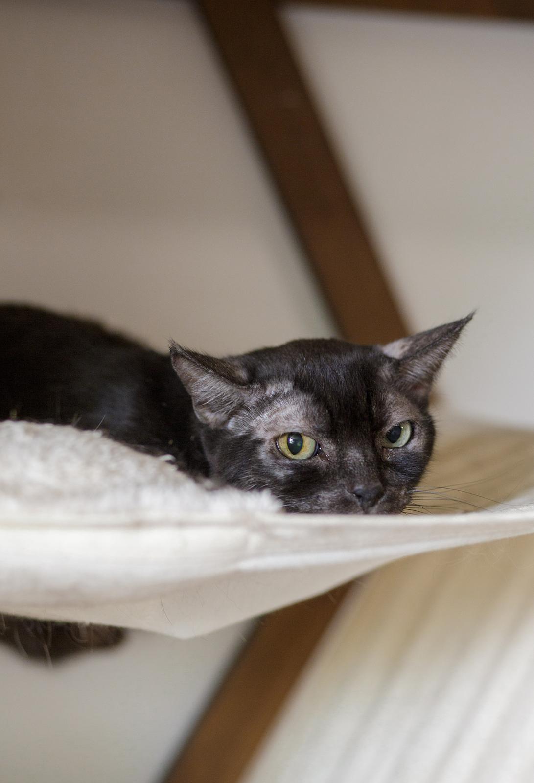 Enlarge Lils, a ADOPTABLE Domestic Short Hair in Marana, AZ image 2/2