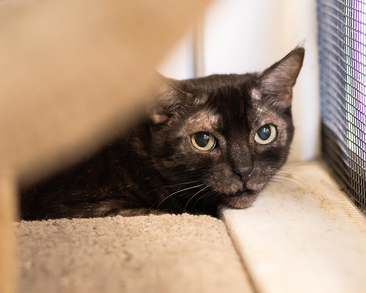 Enlarge Lils, a ADOPTABLE Domestic Short Hair in Marana, AZ image 1/1
