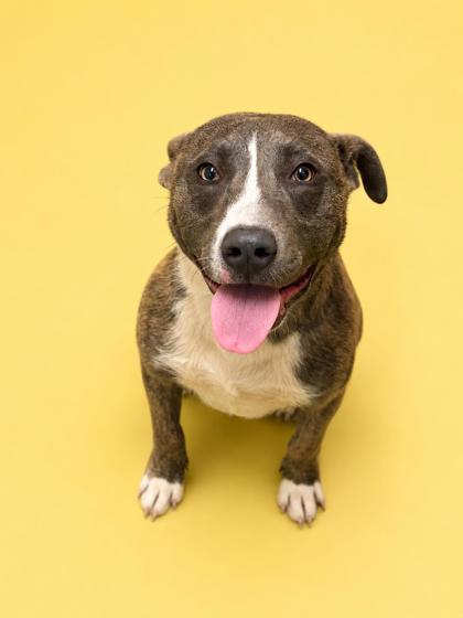 Whiskey, Adoptable, Young Male Catahoula Leopard Dog & Labrador Retriever.