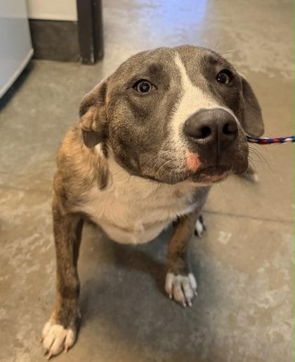 Enlarge Whiskey, a Adoptable mixed breed in Bowling Green, KY image 2/2