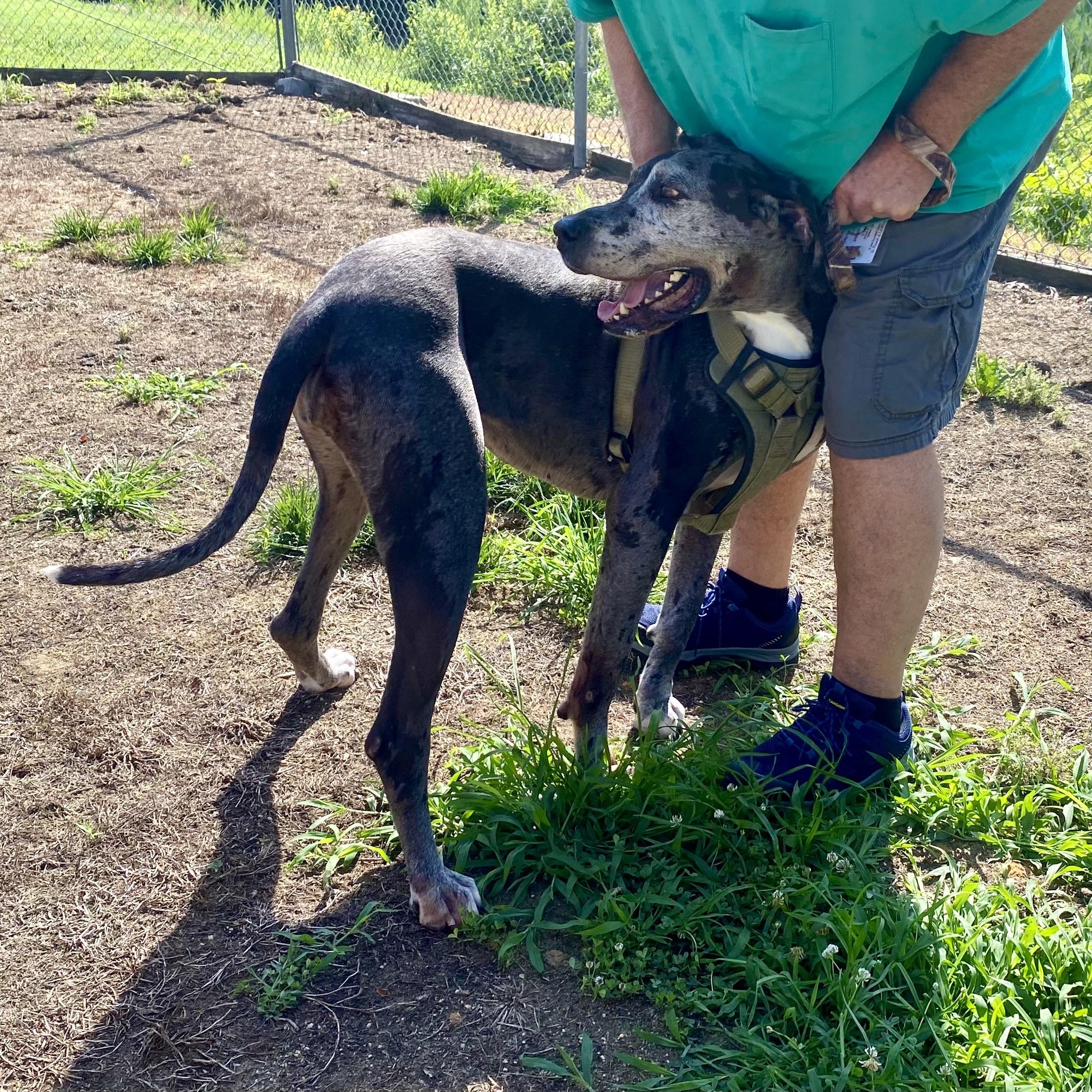 Manchita , an adoptable Great Dane in King George, VA image 4/6