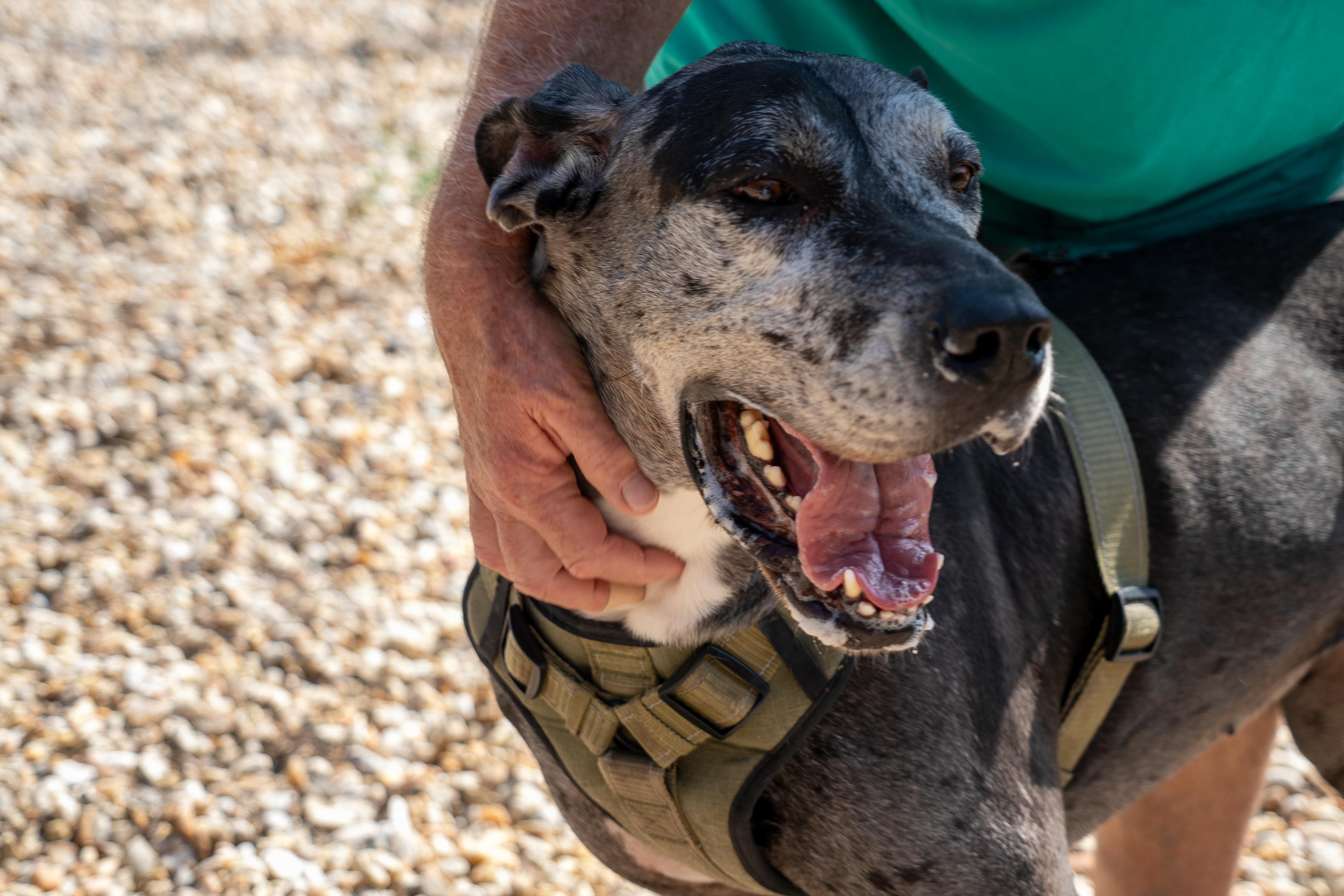 Manchita , an adoptable Great Dane in King George, VA image 3/6