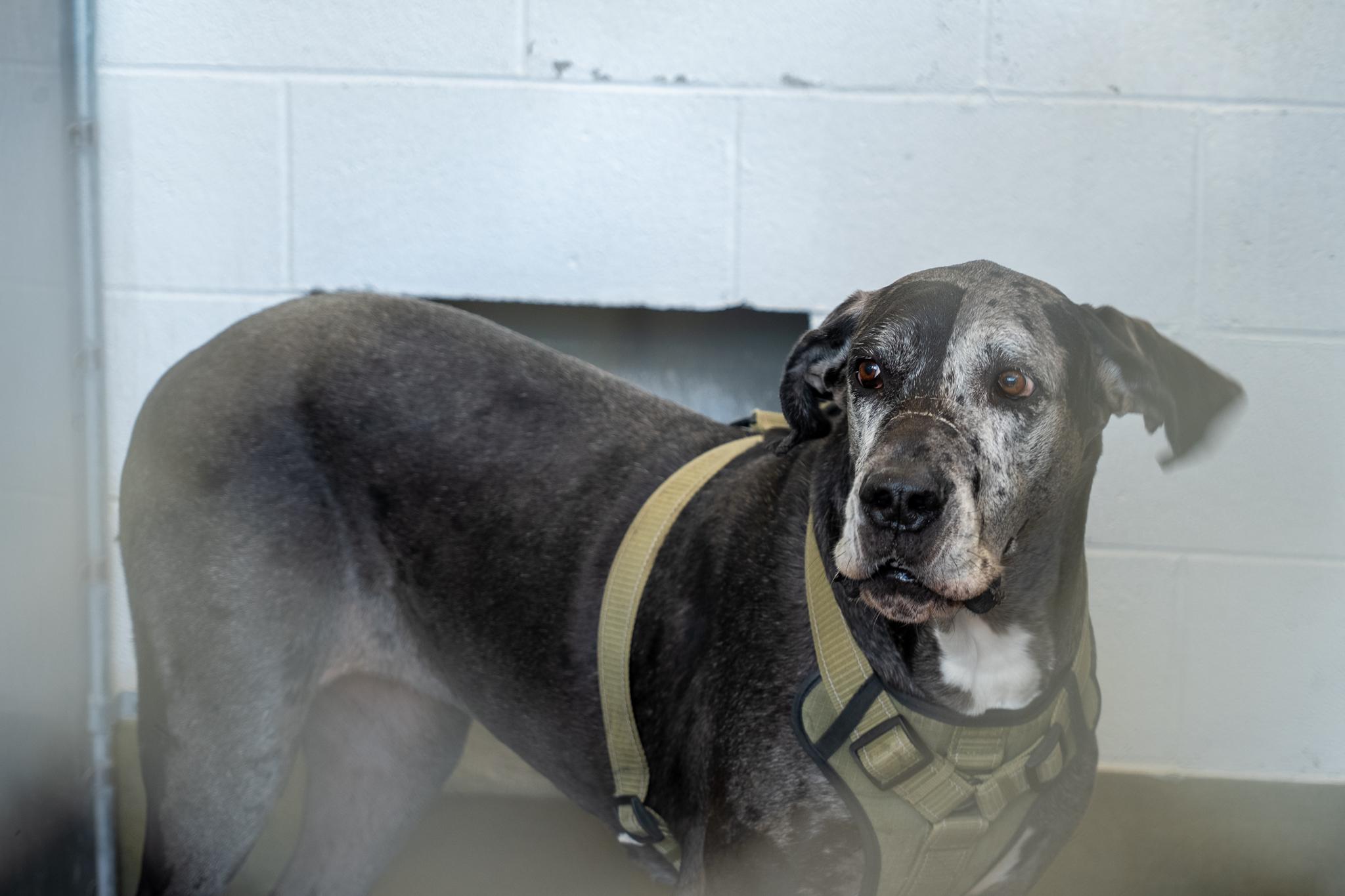 Manchita , a Adoptable Great Dane in King George, VA image 2/3