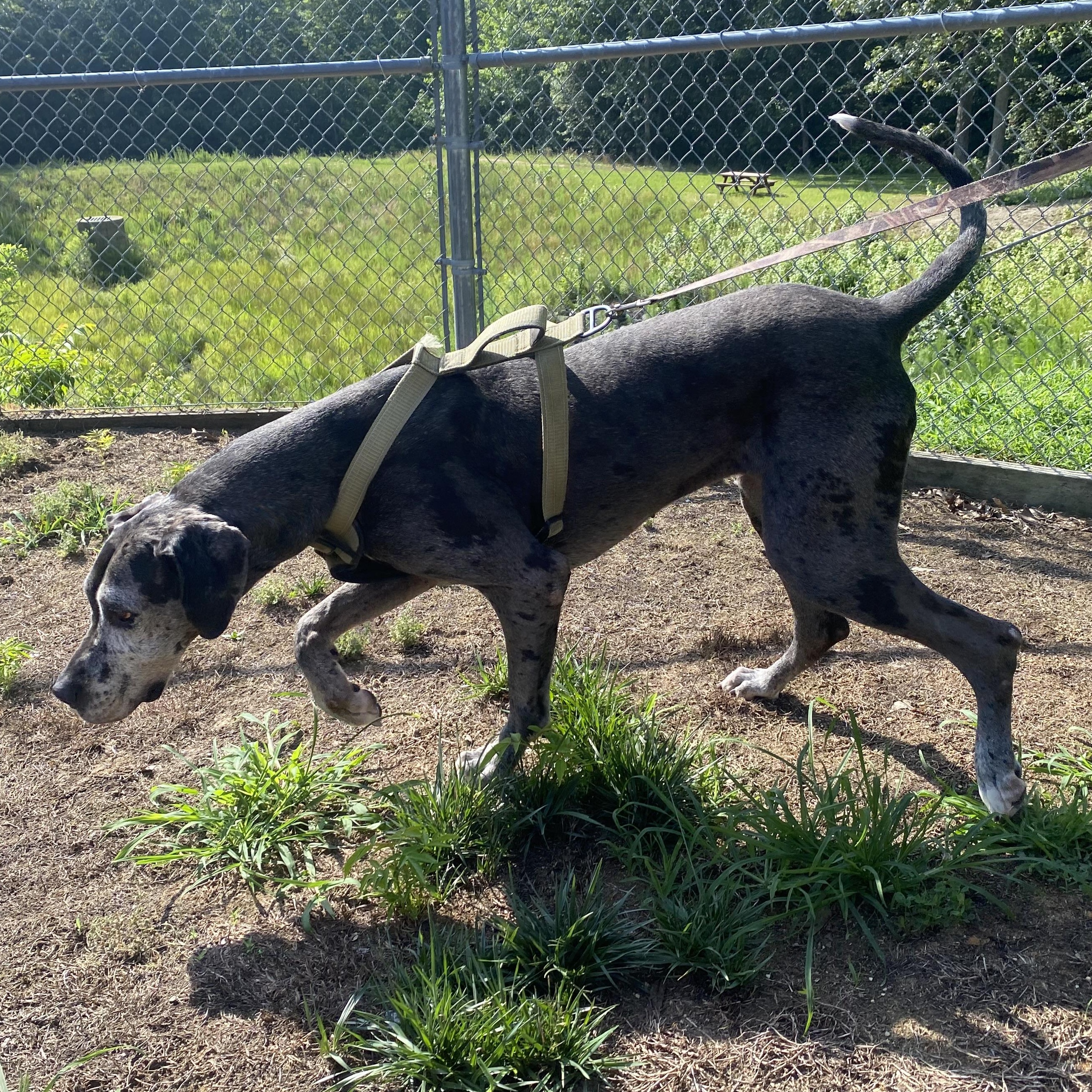 Manchita , an adoptable Great Dane in King George, VA image 5/6