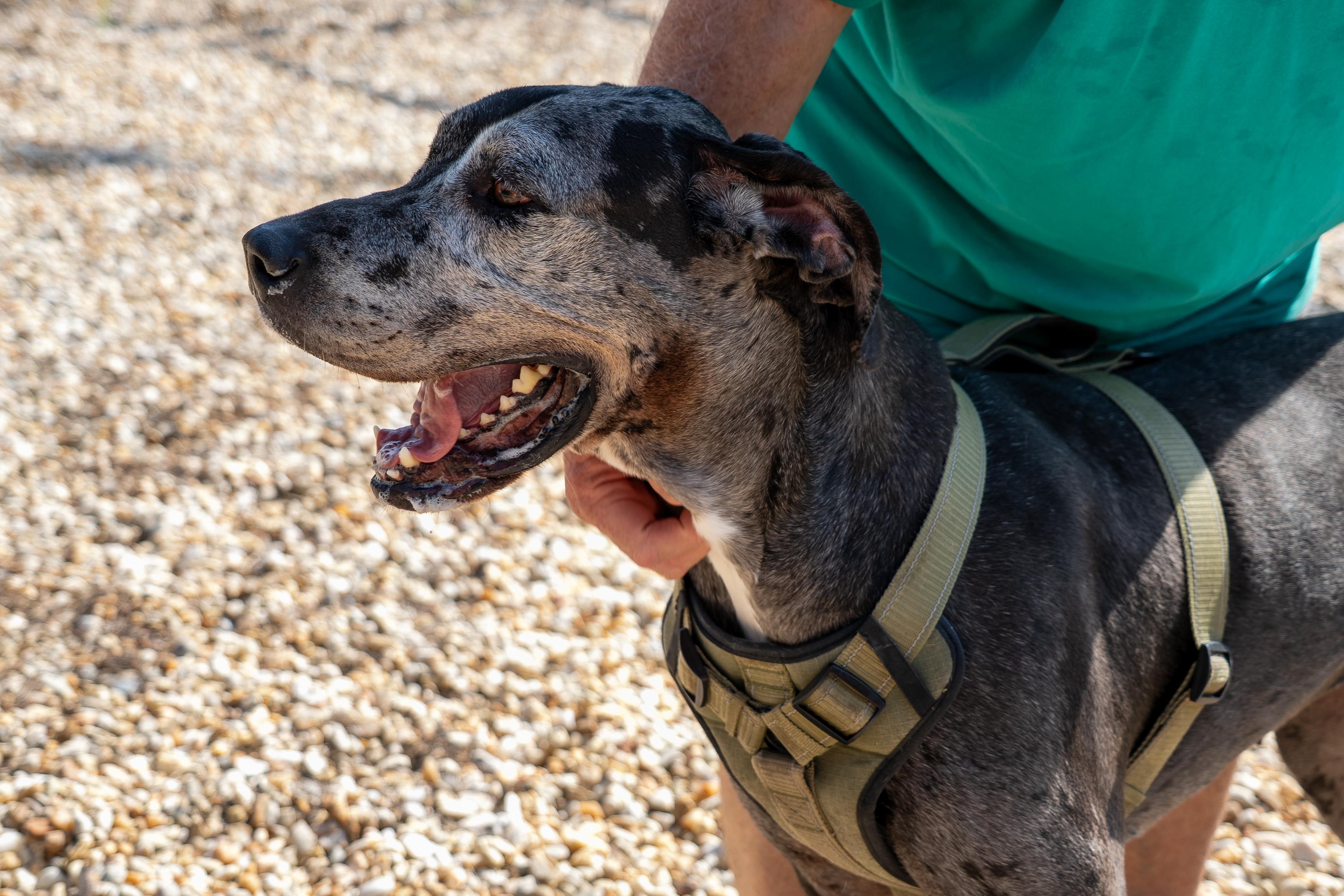 Manchita , an adoptable Great Dane in King George, VA image 2/6