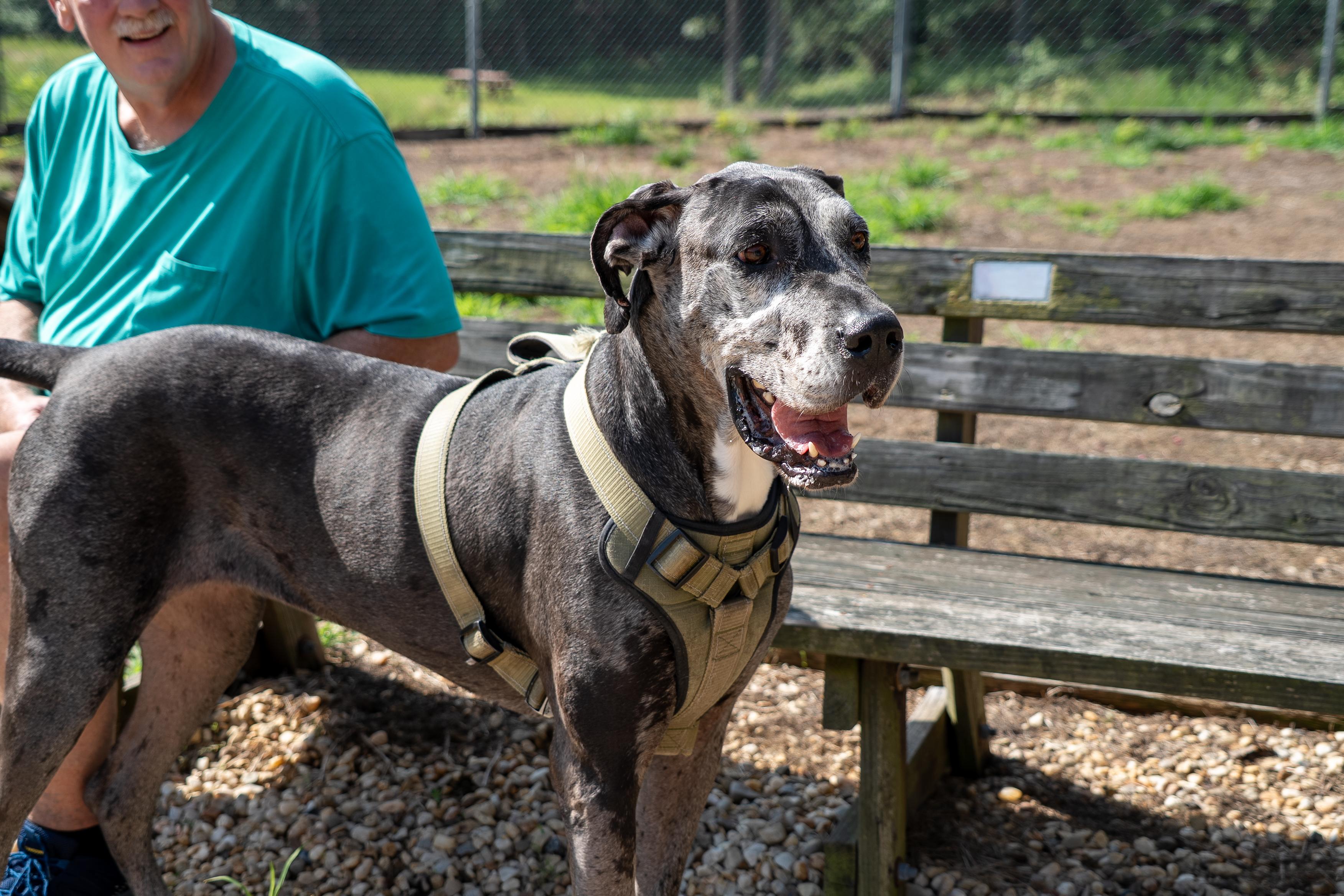 Manchita , adoptable, Adult Female Great Dane.