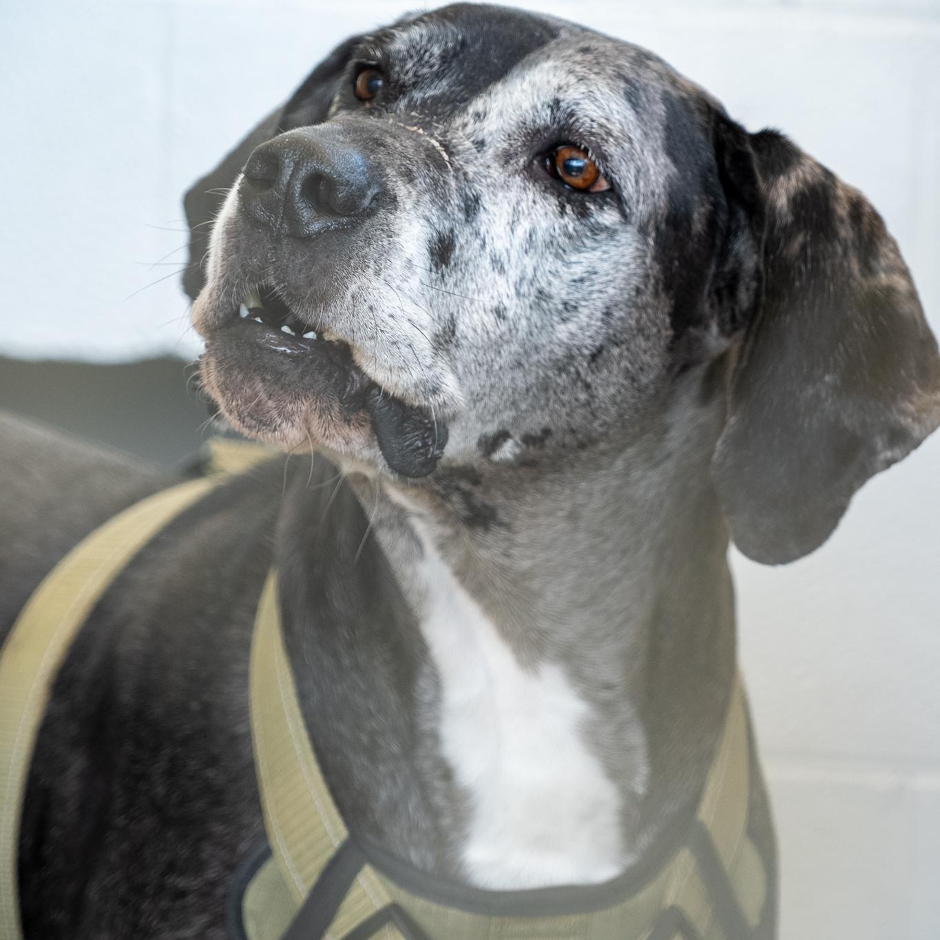 Manchita , Adoptable, Adult Female Great Dane.