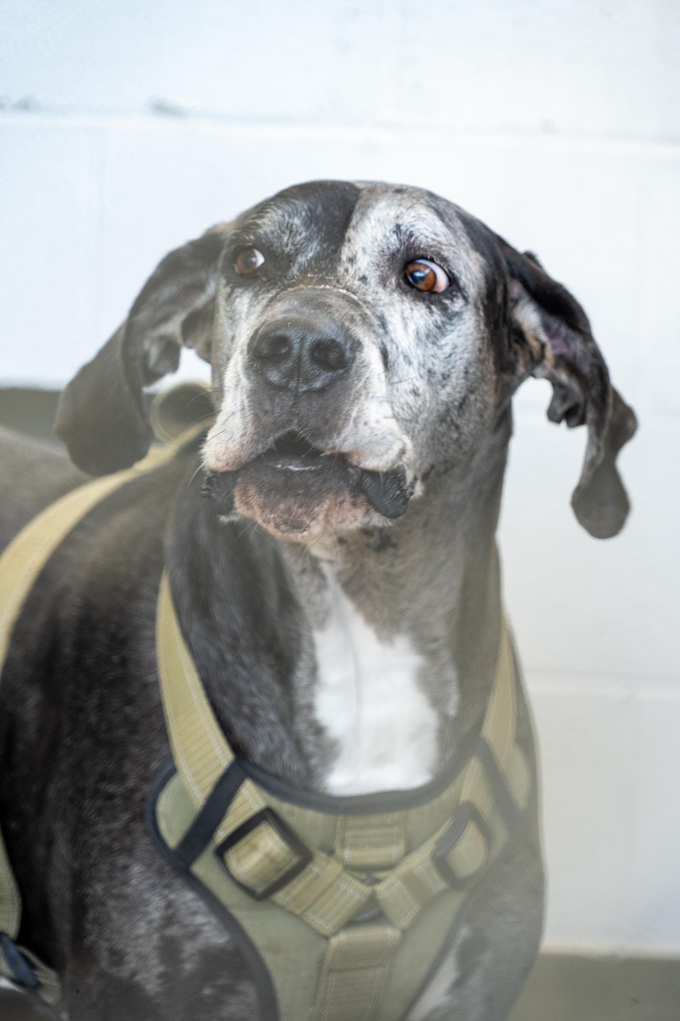 Manchita , a Adoptable Great Dane in King George, VA image 3/3