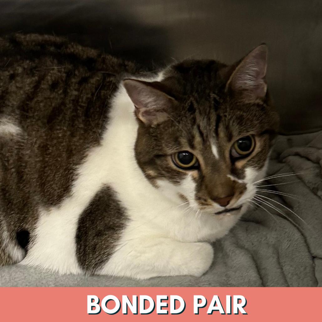 Miller, Adoptable, Senior Male Domestic Short Hair.