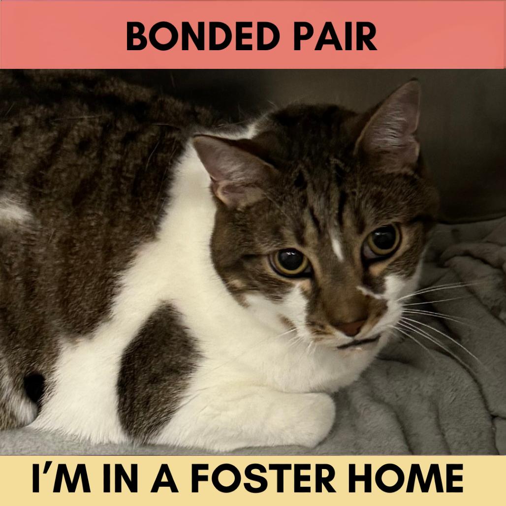 Miller, Adoptable, Senior Male Domestic Short Hair.