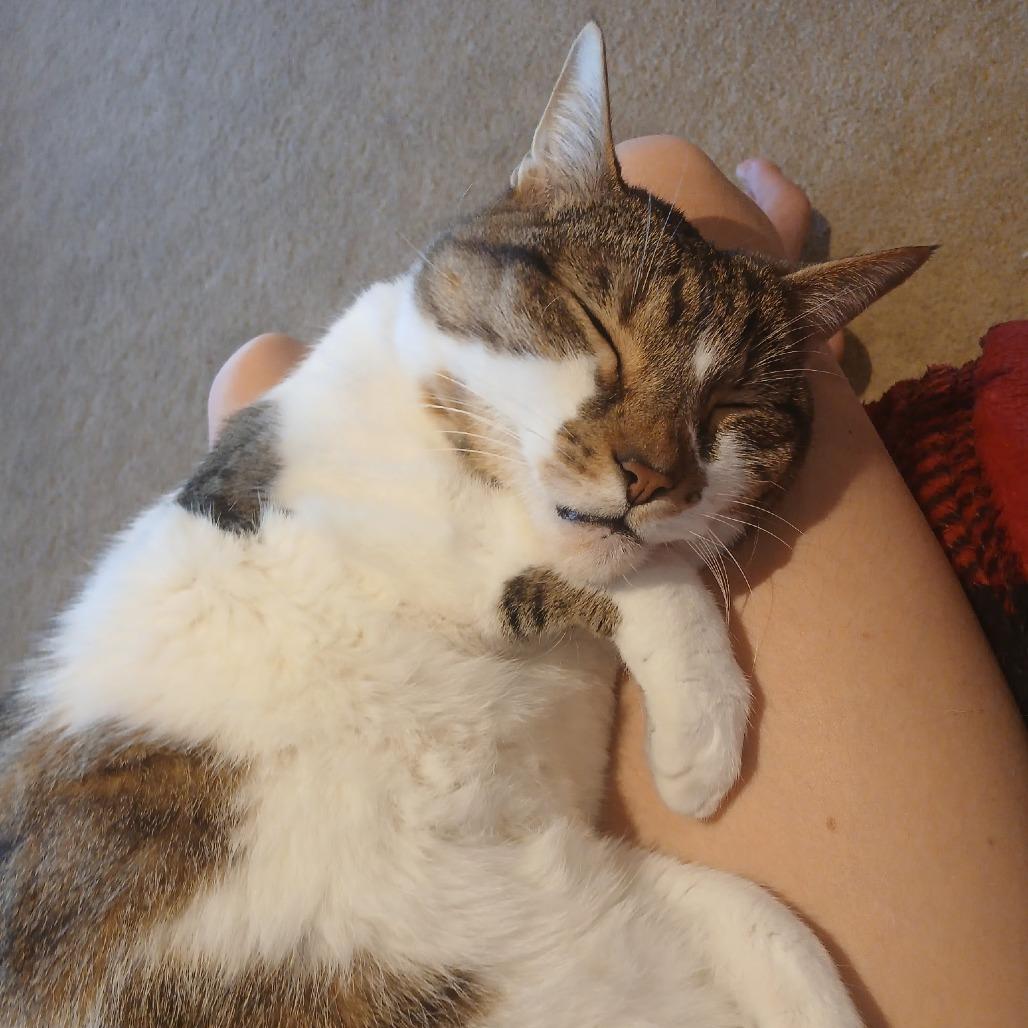 Enlarge Miller, a Adoptable Domestic Short Hair in Lakewood, CO image 2/5