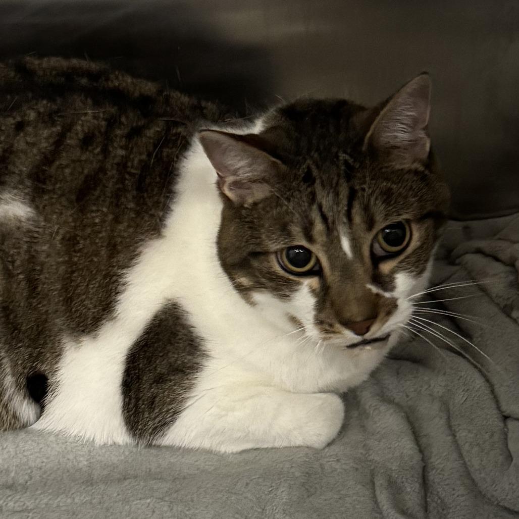 Enlarge Miller, a Adoptable Domestic Short Hair in Lakewood, CO image 2/3