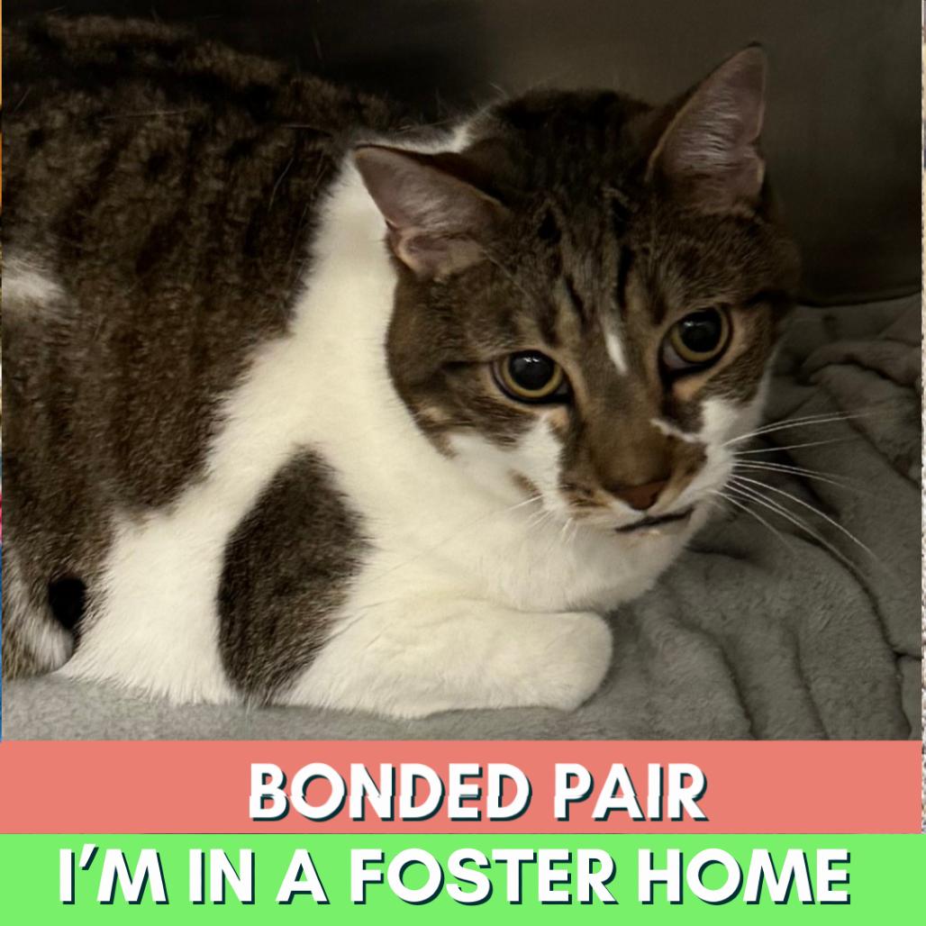 Enlarge Miller, a Adoptable Domestic Short Hair in Lakewood, CO image 3/3