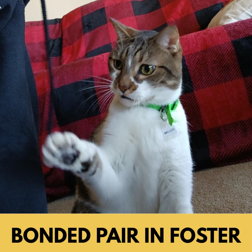 Enlarge Miller, a Adoptable Domestic Short Hair in Lakewood, CO image 3/4