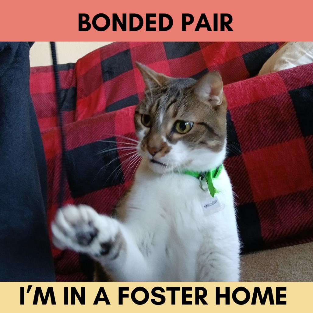 Enlarge Miller, a Adoptable Domestic Short Hair in Lakewood, CO image 4/5