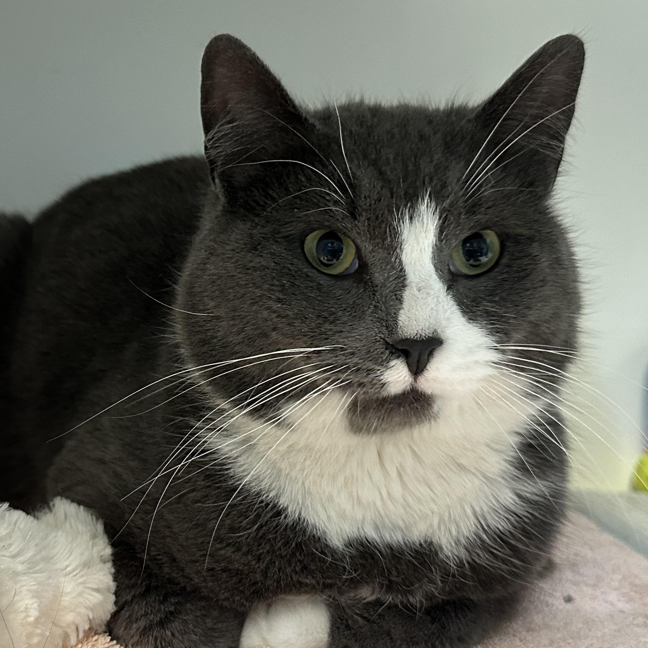 Sebastian , an adopted Domestic Short Hair in Clifton, NJ image 4/6