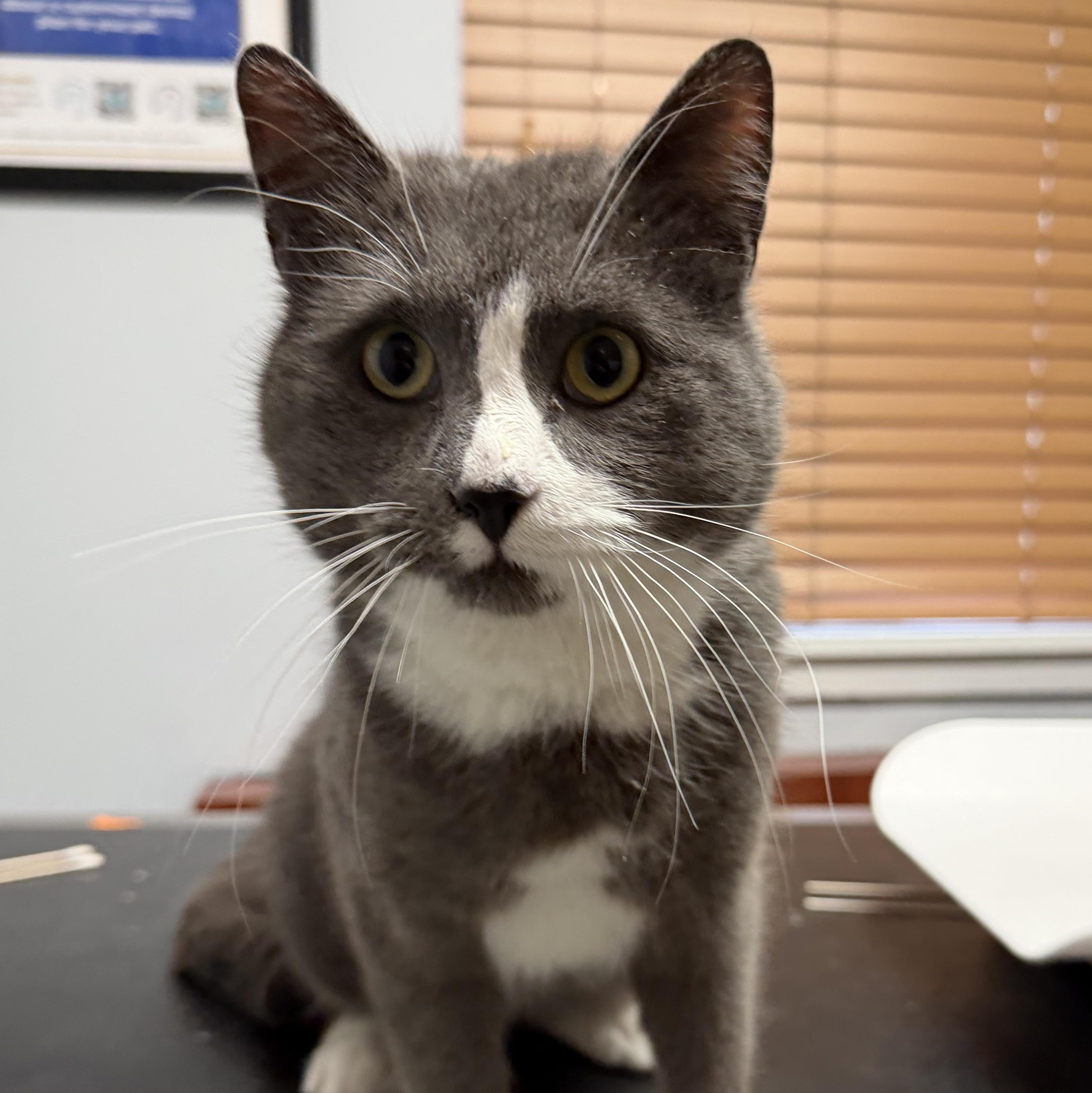 Sebastian , an adopted Domestic Short Hair in Clifton, NJ image 1/6