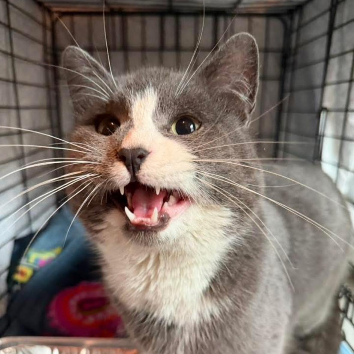 Sebastian , an adopted Domestic Short Hair in Clifton, NJ image 3/6