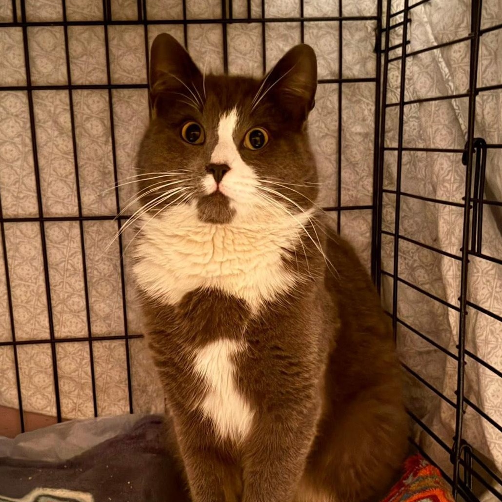 Sebastian , an adopted Domestic Short Hair in Clifton, NJ image 2/6