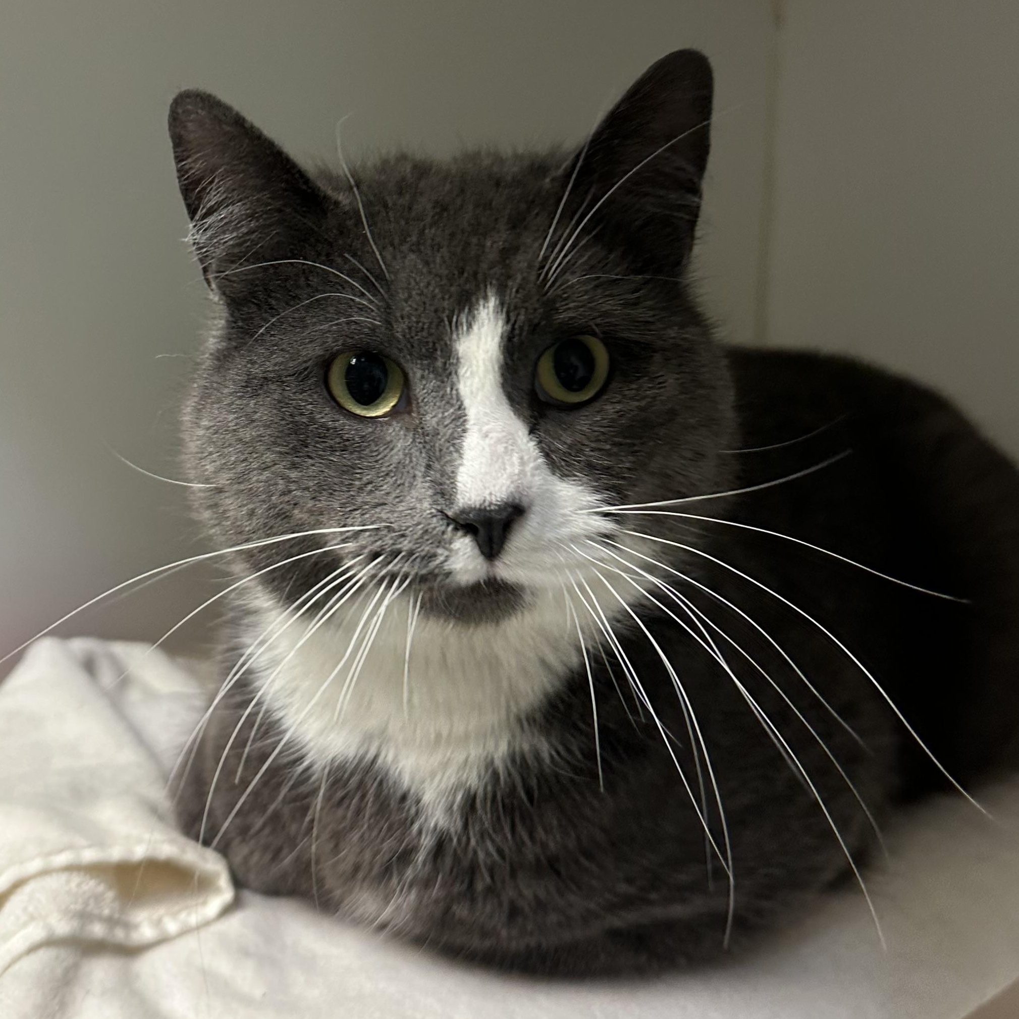 Sebastian , an adopted Domestic Short Hair in Clifton, NJ image 5/6