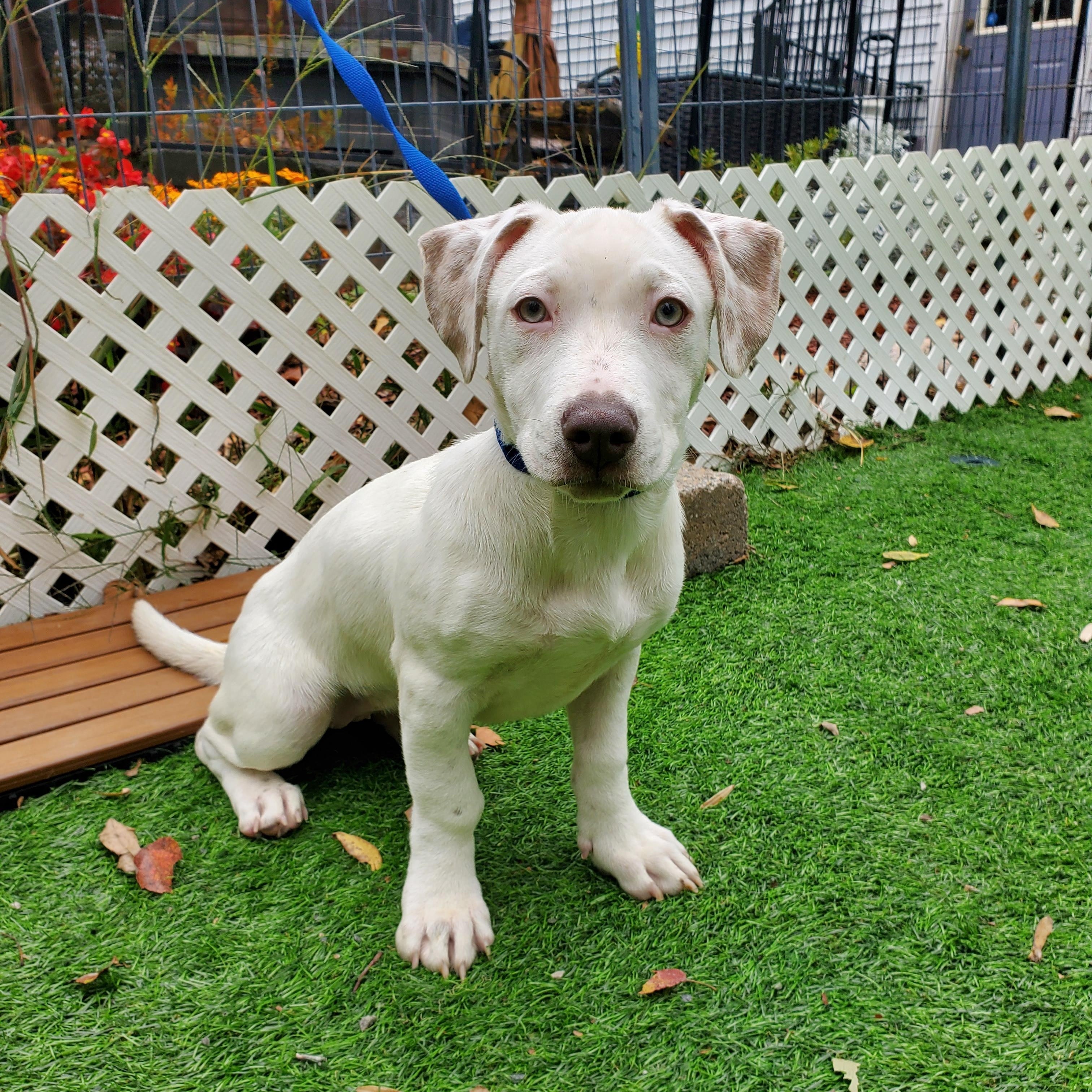 Enlarge Alfredo Short Legs, a Adopted mixed breed in Flushing, NY image 2/6
