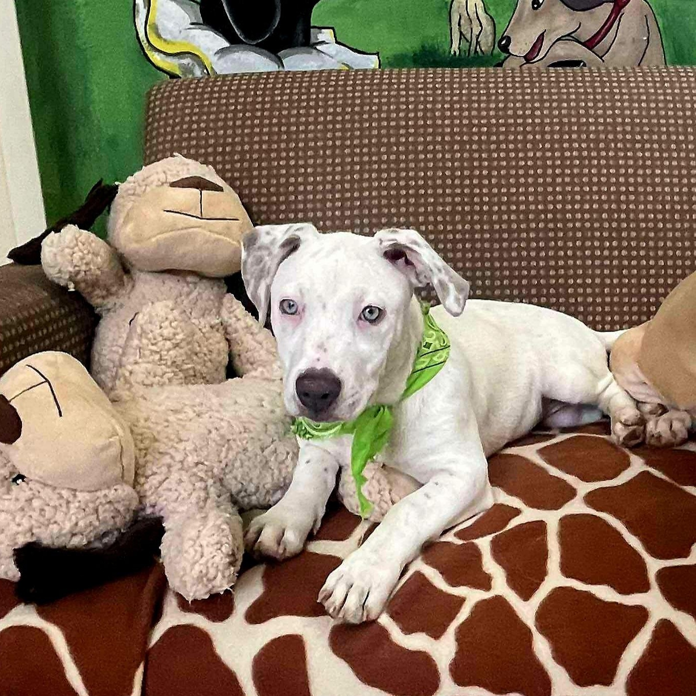 Enlarge Alfredo Short Legs, a Adopted mixed breed in Flushing, NY image 3/6