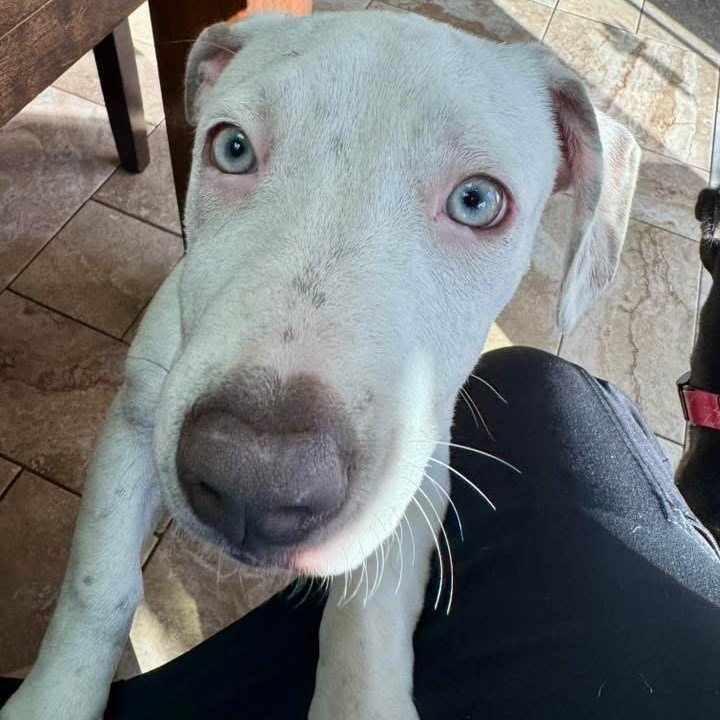 Enlarge Alfredo Short Legs, a Adopted mixed breed in Flushing, NY image 4/6