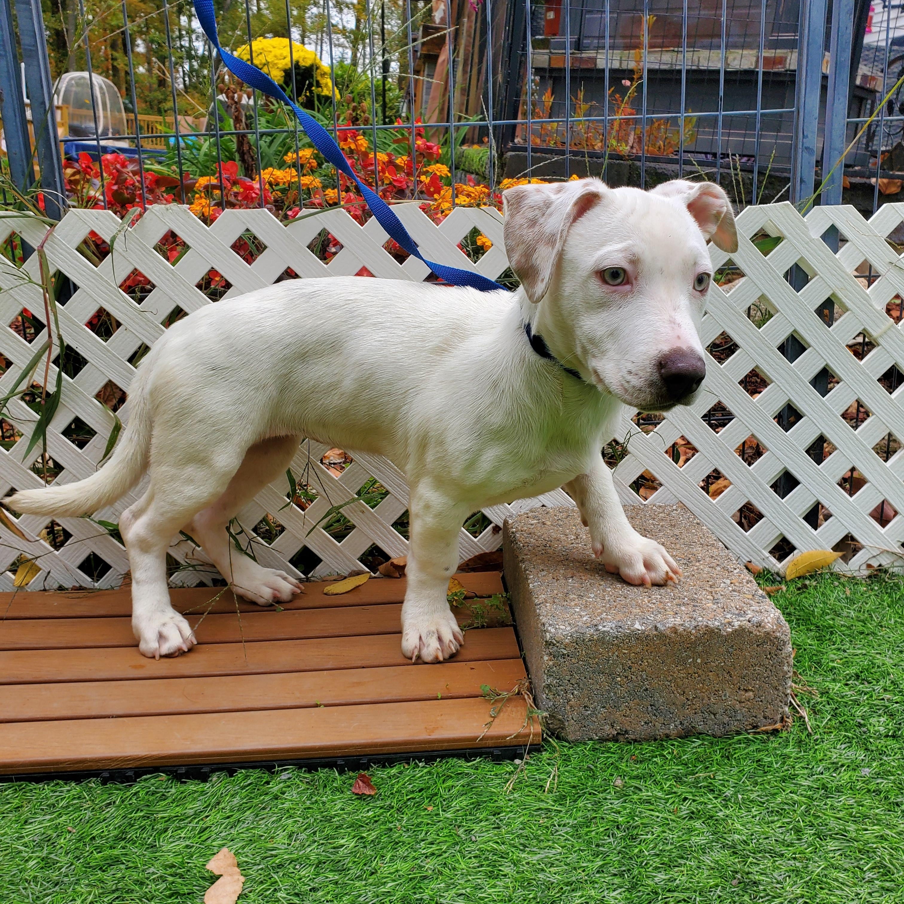 Alfredo Short Legs, Adopted, Puppy Female Mixed Breed.