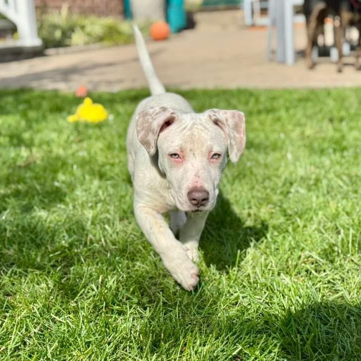 Enlarge Alfredo Short Legs, a Adopted mixed breed in Flushing, NY image 5/6
