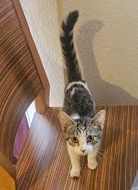 Enlarge Duva, a Adopted mixed breed in Phoenix, AZ image 1/1