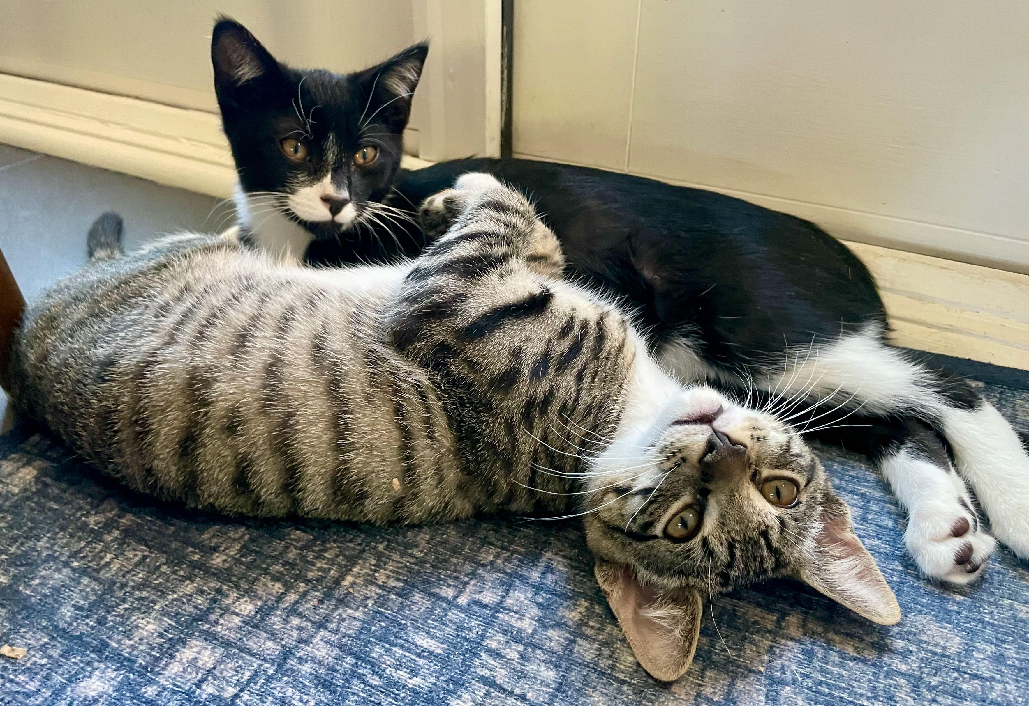 Nip & Tuck, Adoptable, Kitten Male Tabby & Tuxedo.