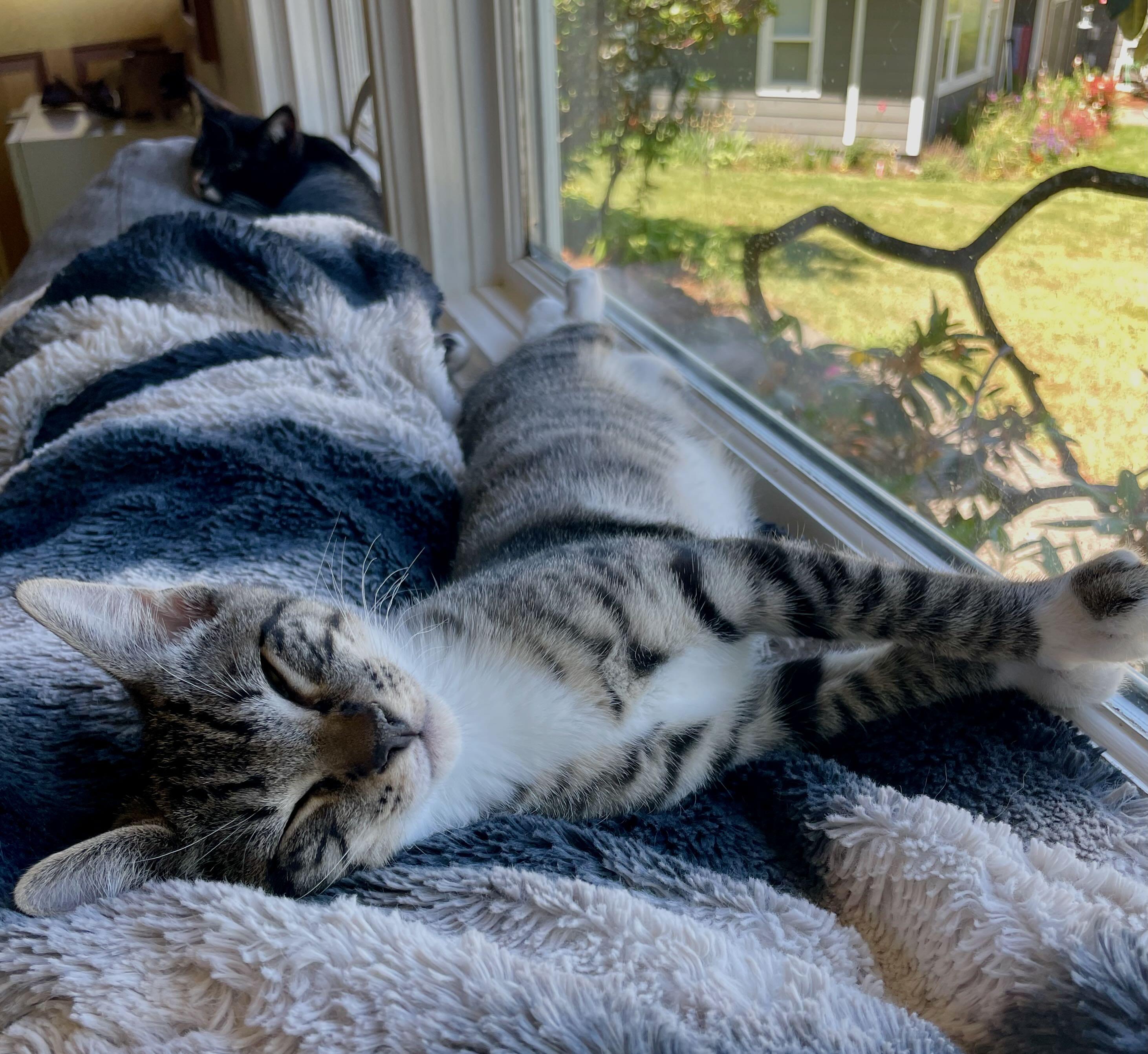 Nip & Tuck, a Adoptable mixed breed in Hood River, OR image 4/6