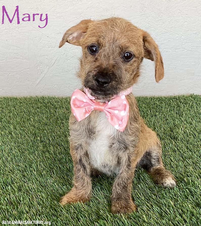 Mary, adopted, Puppy Female Miniature Schnauzer & Dachshund.