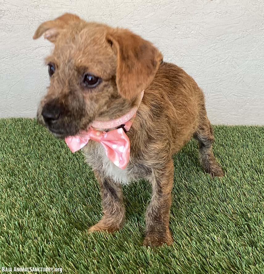 Enlarge Mary, an adopted mixed breed in San Diego, CA image 3/4