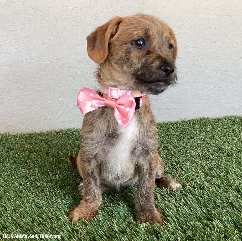 Enlarge Mary, an adopted mixed breed in San Diego, CA image 2/4