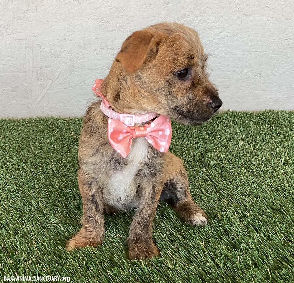 Enlarge Mary, an adopted mixed breed in San Diego, CA image 4/4