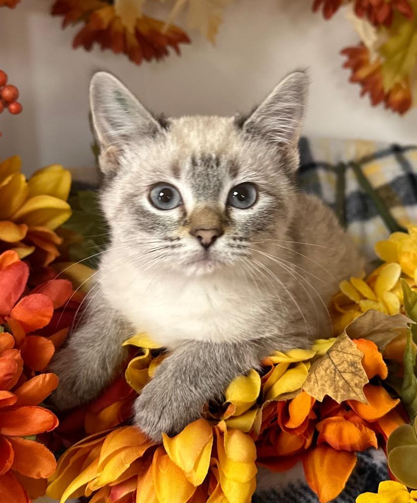 8/22/25 - Marsali, Adopted, Young Female Domestic Short Hair.