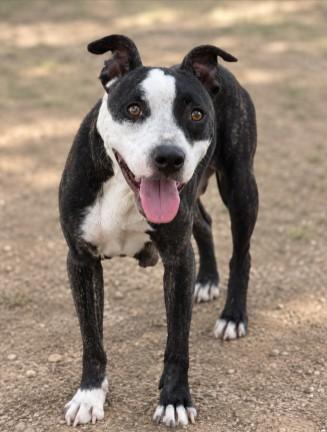 Enlarge BELLE, a Adoptable mixed breed in Killeen, TX image 1/1