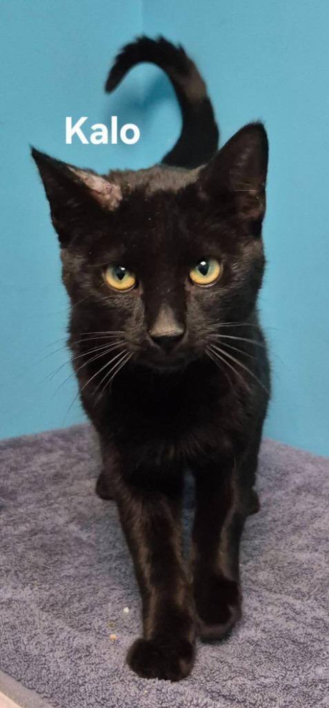 Kalo, Adoptable, Young Male Domestic Short Hair.