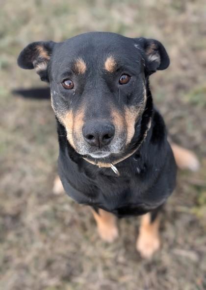 Enlarge Friend, a Adoptable mixed breed in Yakima, WA image 1/3