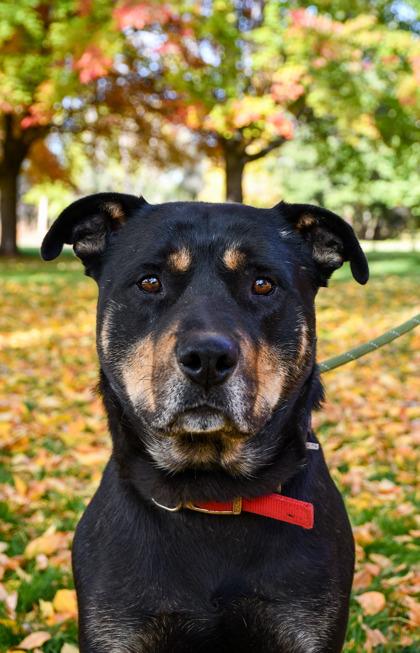 Enlarge Friend, a Adoptable mixed breed in Yakima, WA image 1/3