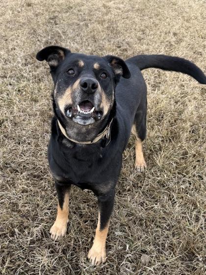 Enlarge Friend, a Adoptable mixed breed in Yakima, WA image 2/3