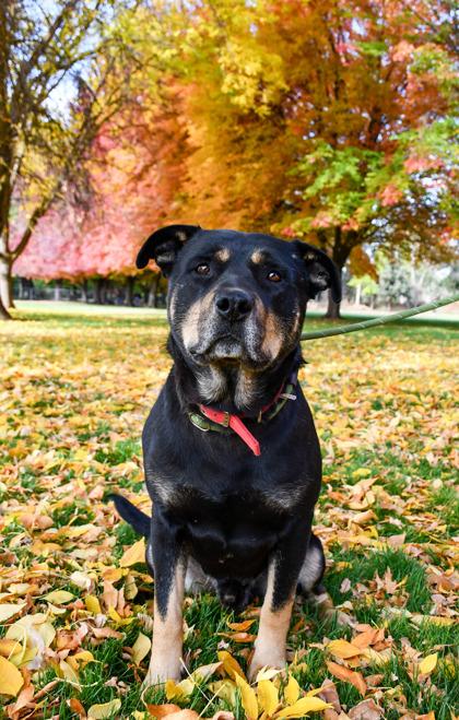 Enlarge Friend, a Adoptable mixed breed in Yakima, WA image 2/3