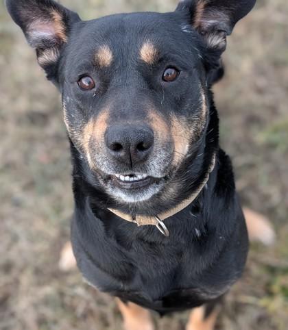 Enlarge Friend, a Adoptable mixed breed in Yakima, WA image 3/3