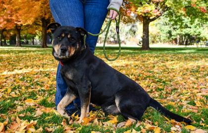 Enlarge Friend, a Adoptable mixed breed in Yakima, WA image 3/3